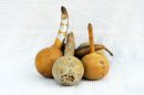 Calebasse gourde Ø9-10 cm - Calebasse bouteille