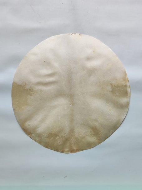 Peau d'élan rasée pour tambour djembé