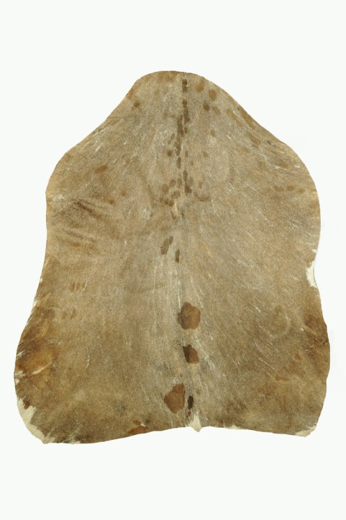 Peau de chèvre du Sahel rasée fine - Peau pour tambour djembé