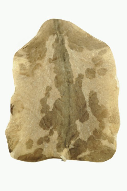 Peau de chèvre du Sahel rasée fine - Peau pour tambour djembé