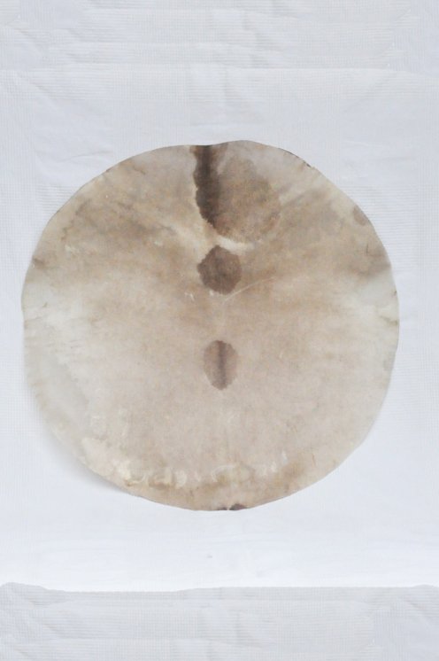 Très grande peau de cerf rasée fine pour tambour djembé percussion