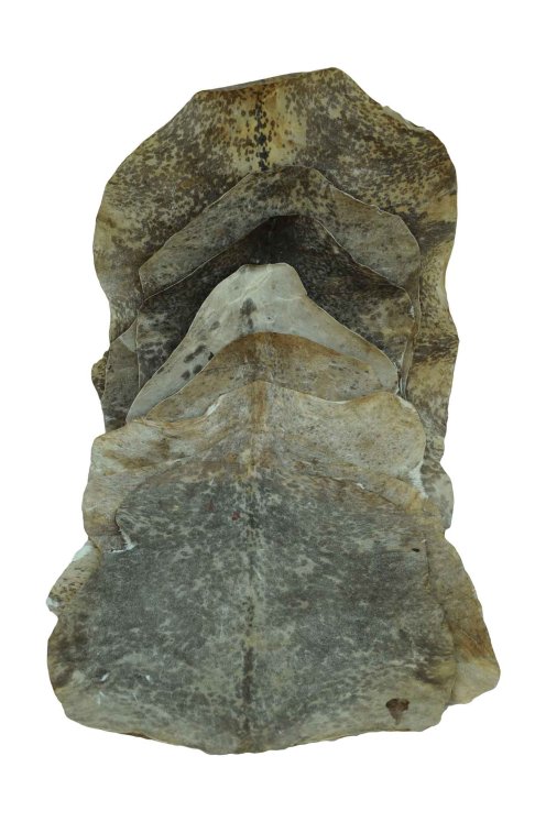 Lot de peaux de chèvre du Sahel rasées déclassées - Peau pour tambour djembé pas cher