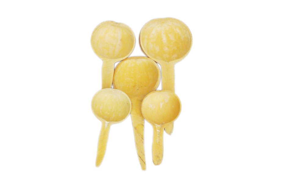 Calebasse louche cuillère Ø10-15 cm