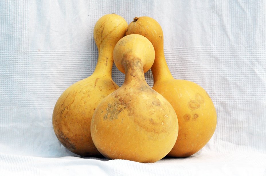 Calebasse gourde Ø23-24 cm - Calebasse bouteille