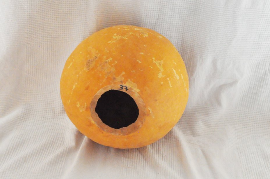 Calebasse entière Ø37-38 cm - Calebasse sphérique