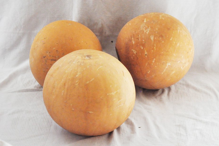 Calebasse entière Ø45-46 cm - Calebasse sphérique