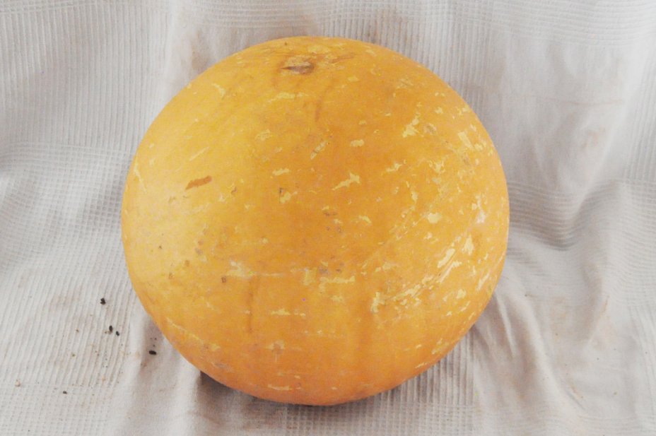 Calebasse entière Ø57-58 cm - Calebasse sphérique