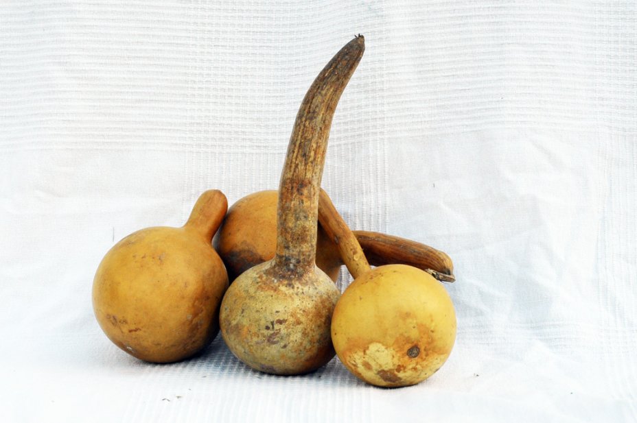 Calebasse gourde Ø11-12 cm - Calebasse bouteille