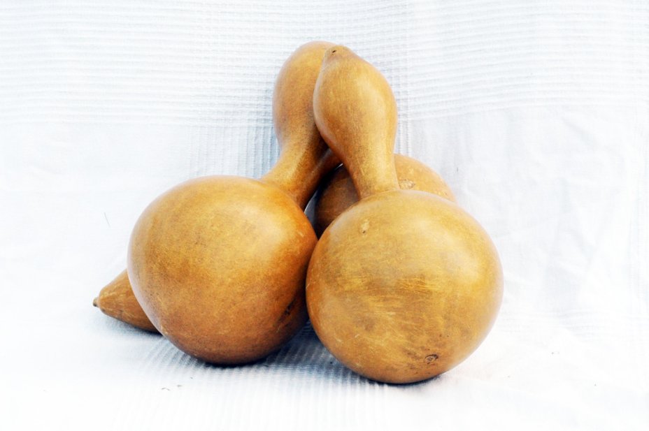 Calebasse gourde Ø13-14 cm - Calebasse bouteille