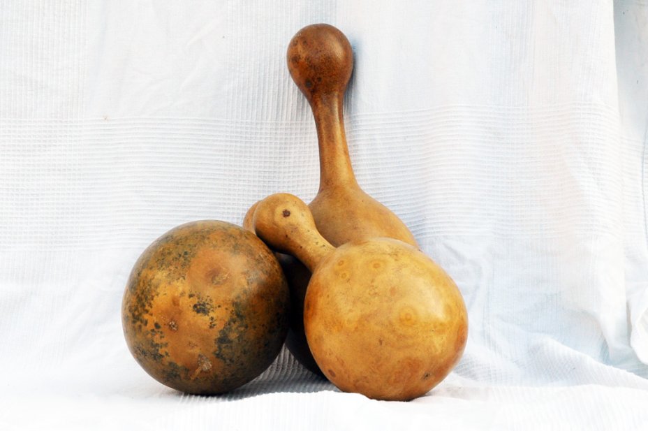 Calebasse gourde Ø19-20 cm - Calebasse bouteille