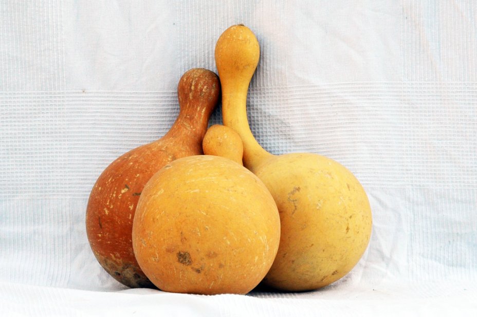 Calebasse gourde Ø21-22 cm - Calebasse bouteille
