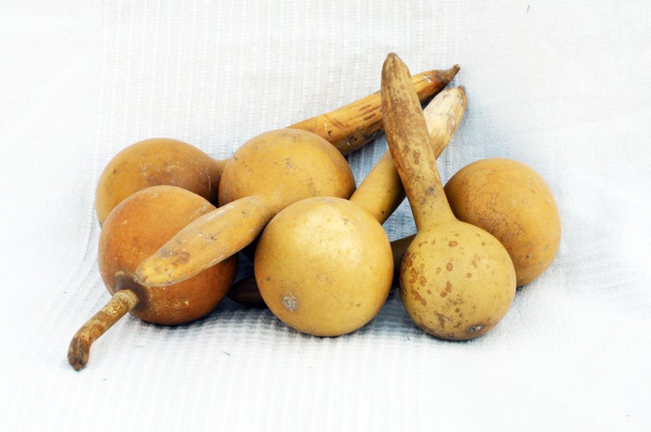 Calebasse gourde Ø5-6 cm - Calebasse bouteille