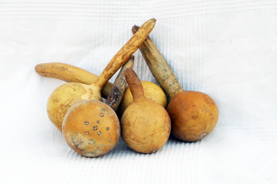 Calebasse gourde Ø7-8 cm - Calebasse bouteille